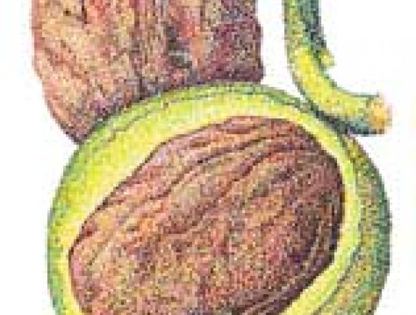 Manregion English Walnut